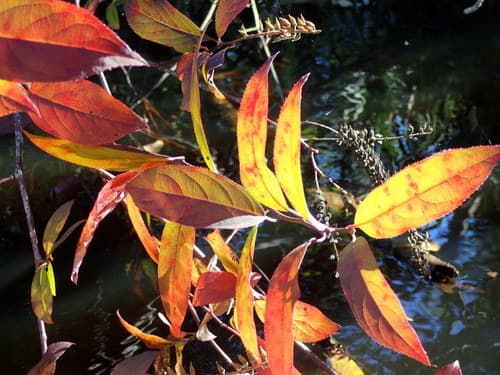 Virginia Sweetspire (Itea virginica)