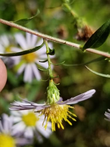 Michaelmas daisy (Symphyotrichum novi-belgii)