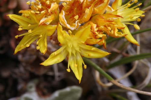 Spearleaf stonecrop (Sedum lanceolatum)