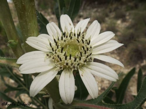 White Rosinweed (Silphium albiflorum)