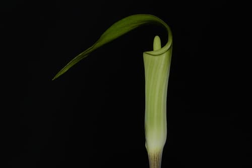 Small Jack-In-The-Pulpit (Arisaema pusillum)