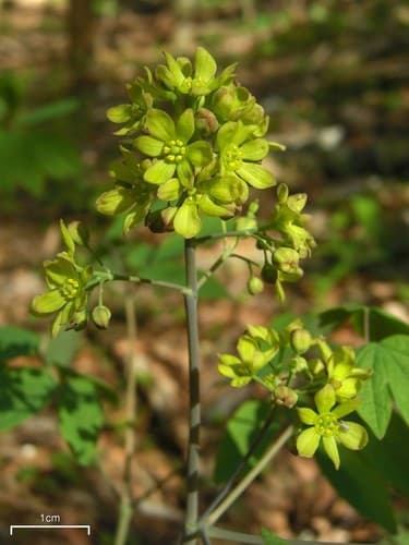 Papooseroot (Caulophyllum thalictroides)