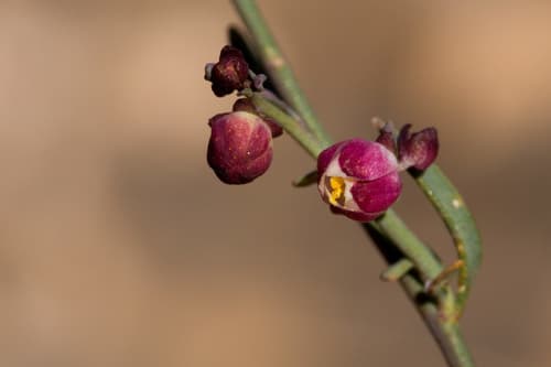 Dutchman's britches (Thamnosma texana)