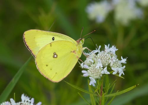 Clouded Sulphur (Colias philodice)