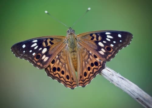 Hackberry Emperor (Asterocampa celtis)