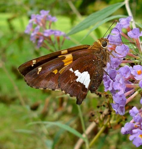 Silver-spotted Skipper (Epargyreus clarus)