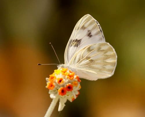 Checkered White (Pontia protodice)