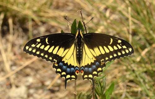 Black Swallowtail (Papilio polyxenes)