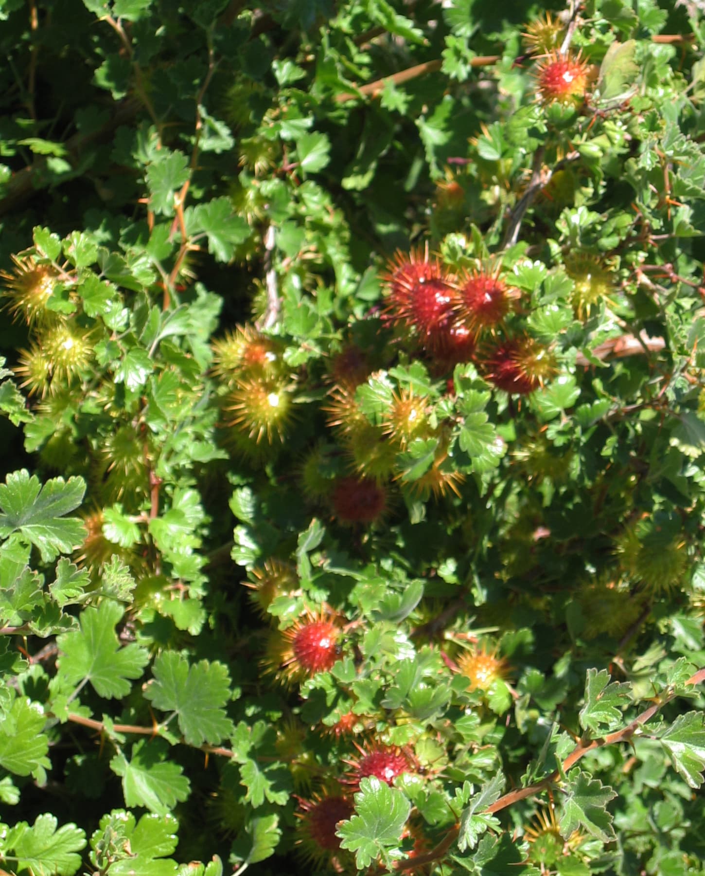 Sierra Gooseberry (Ribes roezlii)
