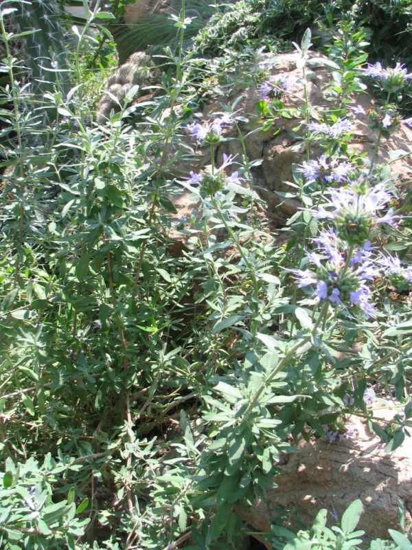 Fragrant Sage (Salvia clevelandii)