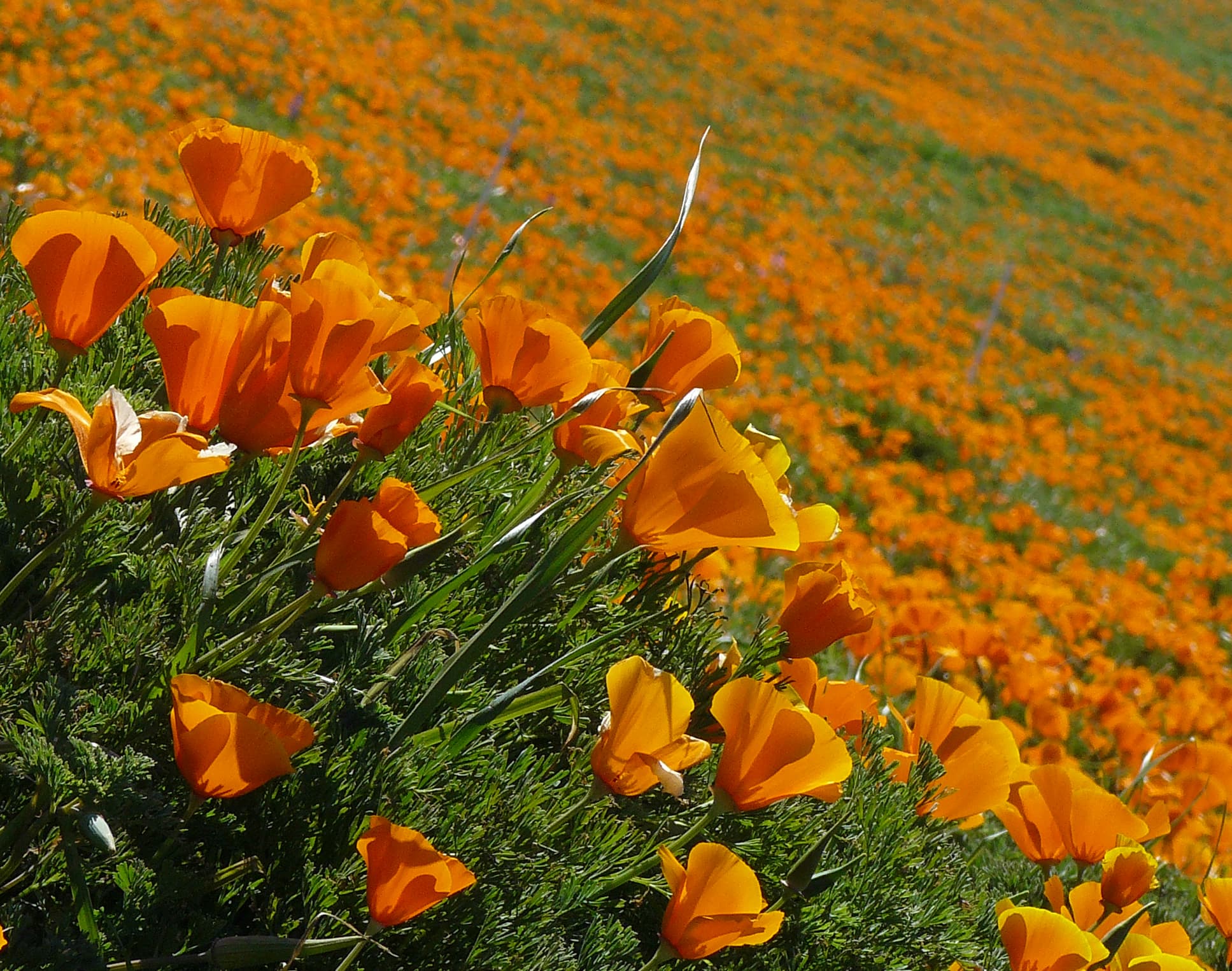 California-poppy (Eschscholzia californica)