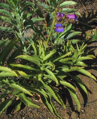 Showy Penstemon (Penstemon spectabilis)