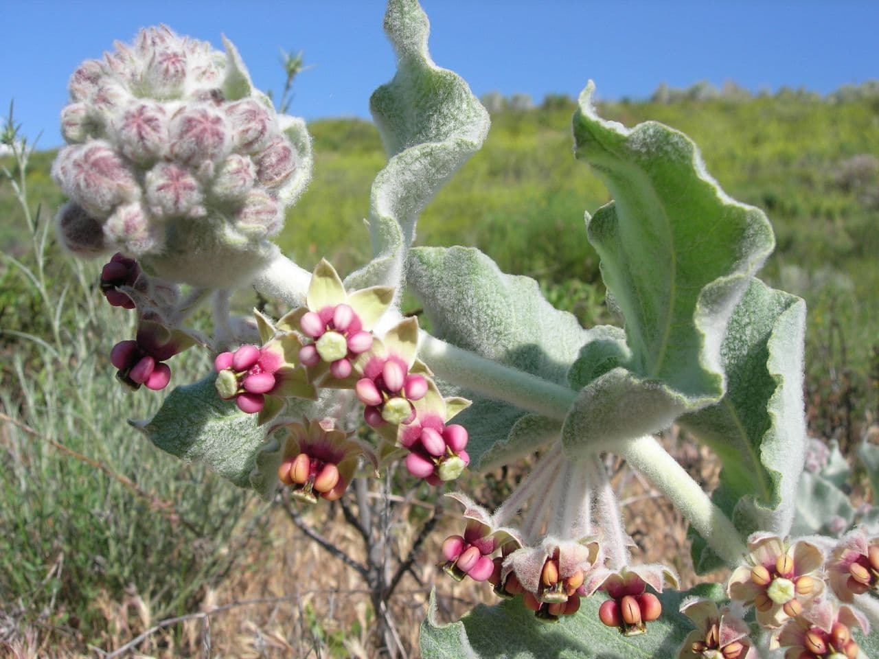 California Milkweed (Asclepias californica)