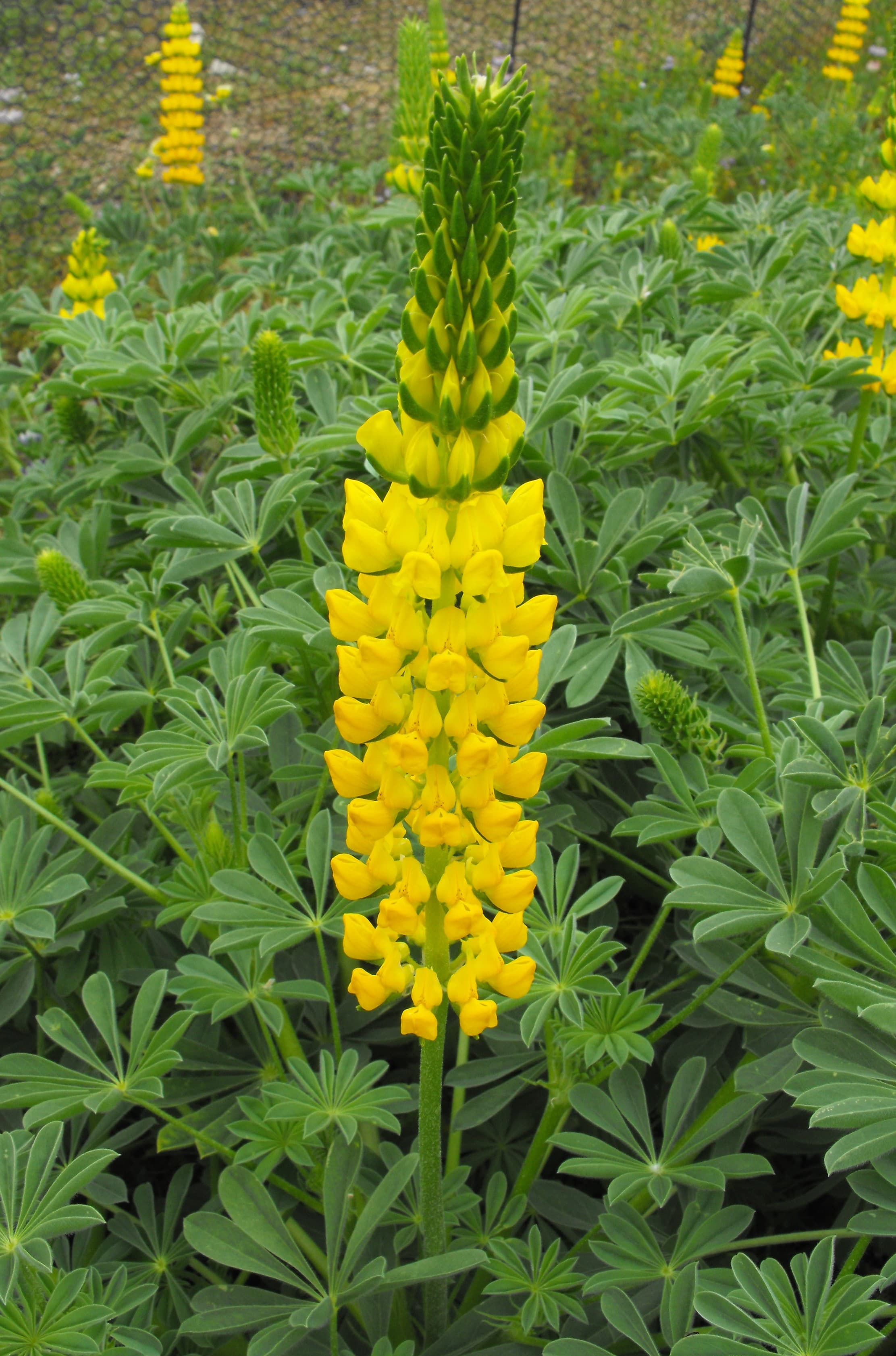 Whitewhorl Lupine (Lupinus densiflorus)