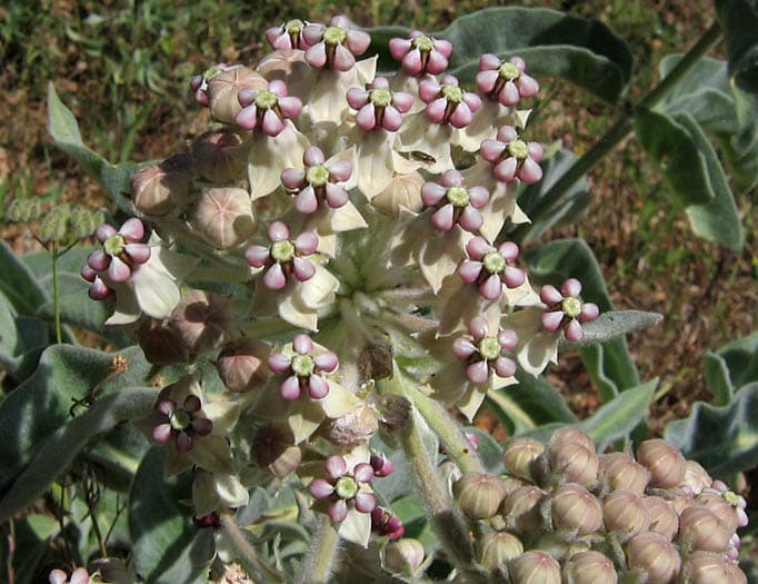 Woollypod Milkweed (Asclepias eriocarpa)