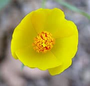 Tree-poppy (Dendromecon rigida)