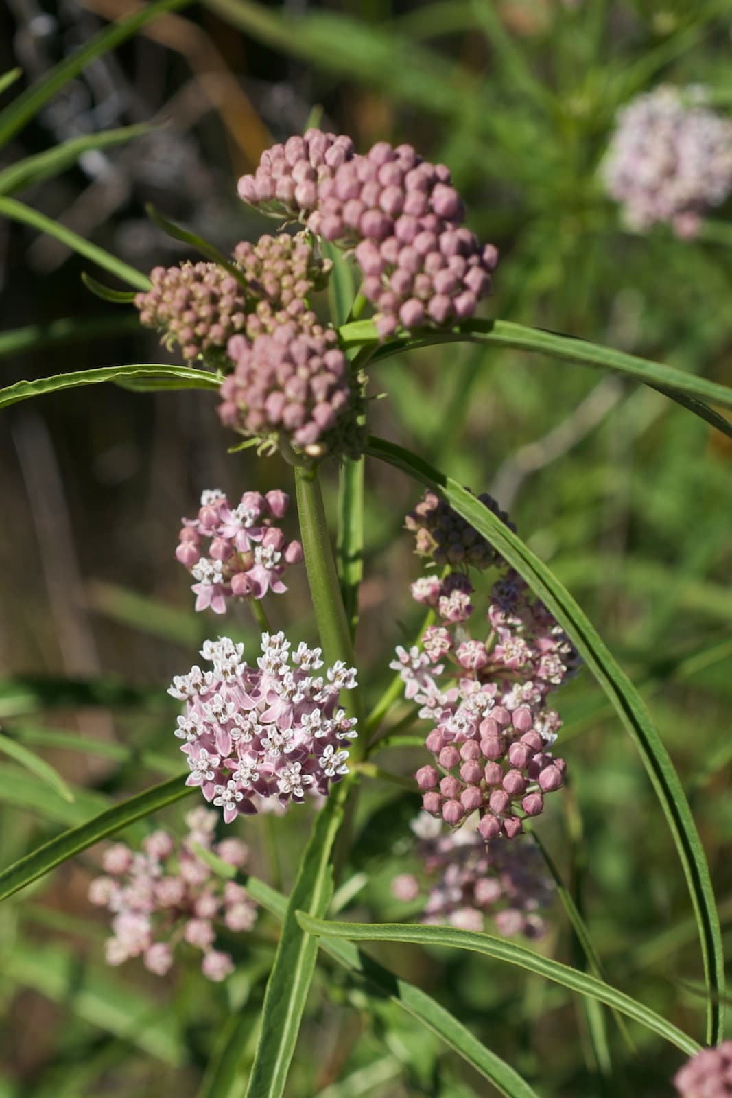 Narrowleaf Milkweed (Asclepias fascicularis)