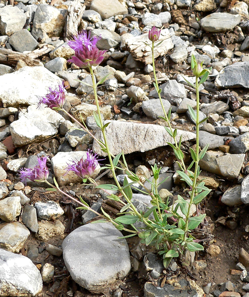 Mountain Monardella (Monardella odoratissima)