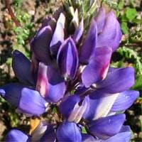 Arroyo Lupine (Lupinus succulentus)