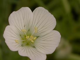 Meadowfoam (Limnanthes alba)