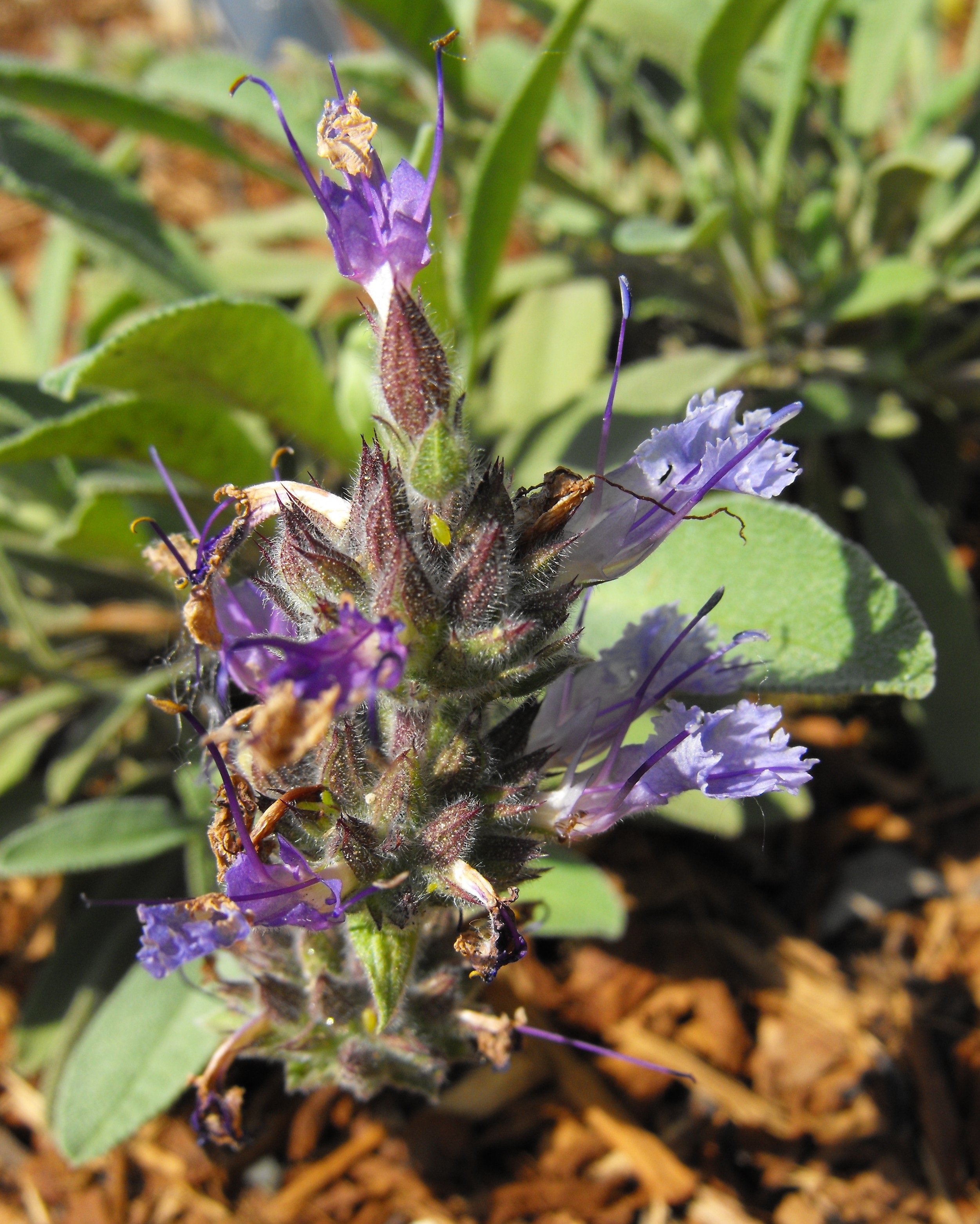 Creeping Sage (Salvia sonomensis)