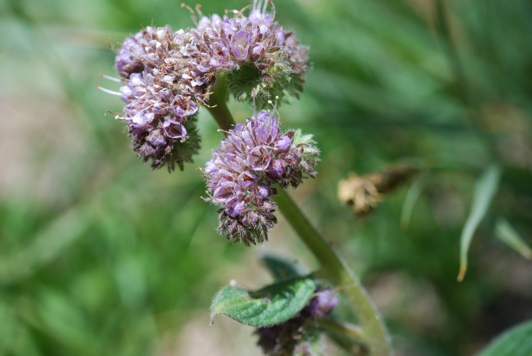 Changeable Phacelia (Phacelia mutabilis)