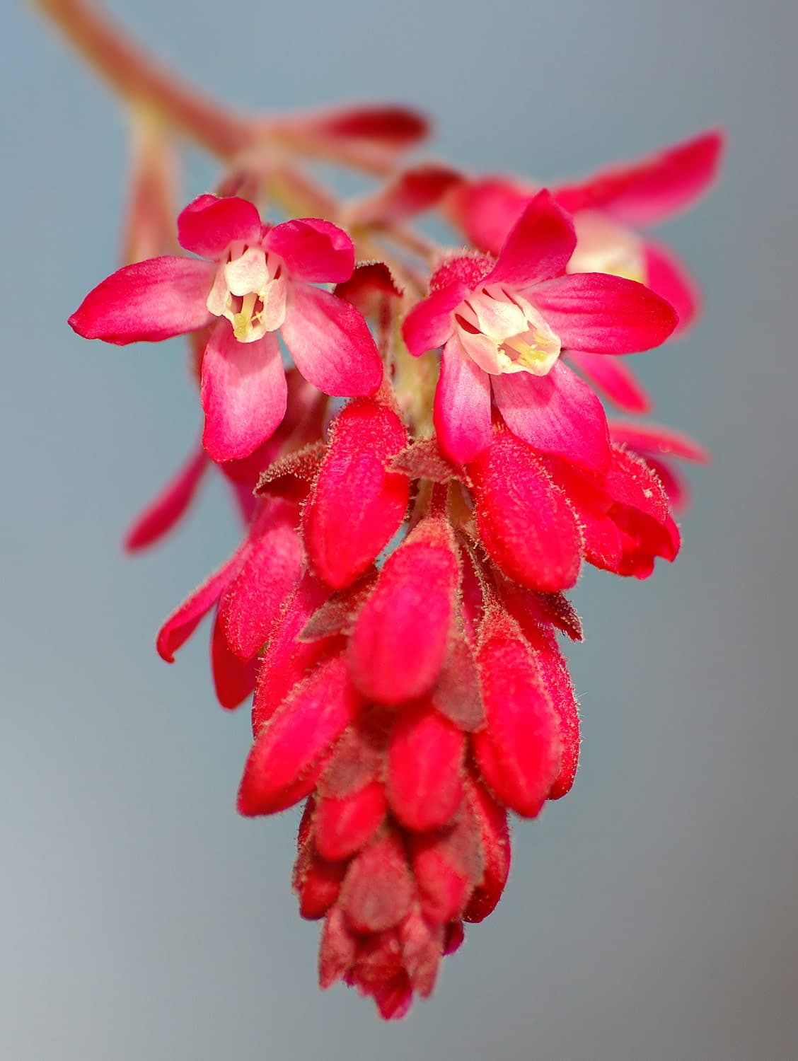 Flowering Currant (Ribes sanguineum)