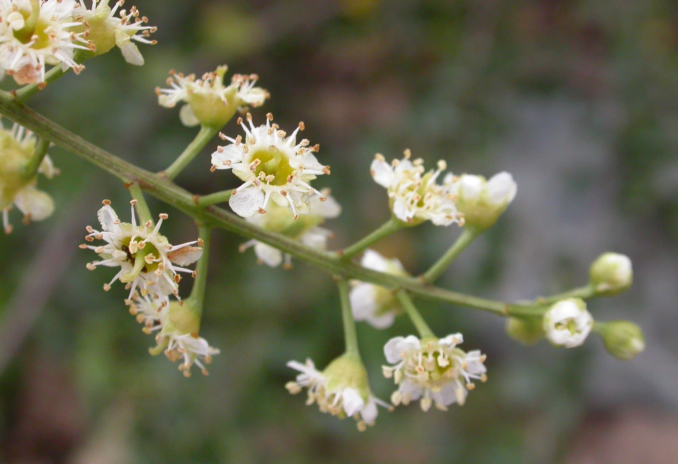 Catalina Cherry (Prunus lyonii)