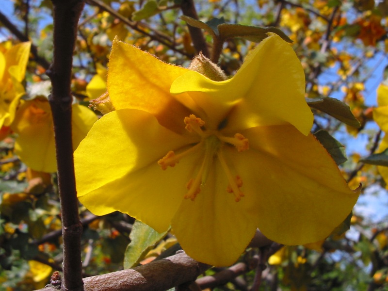 California Flannelbush (Fremontodendron californicum)