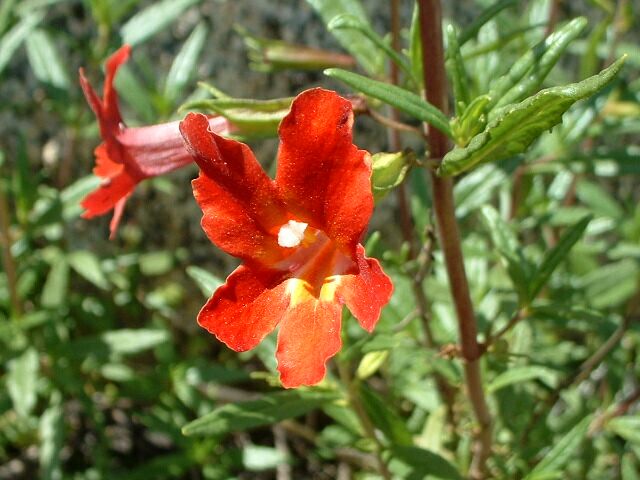 Orange Bush Monkeyflower (Mimulus aurantiacus)