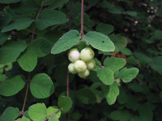 Creeping Snowberry (Symphoricarpos mollis)