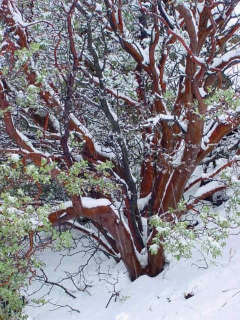 Bigberry Manzanita (Arctostaphylos glauca)