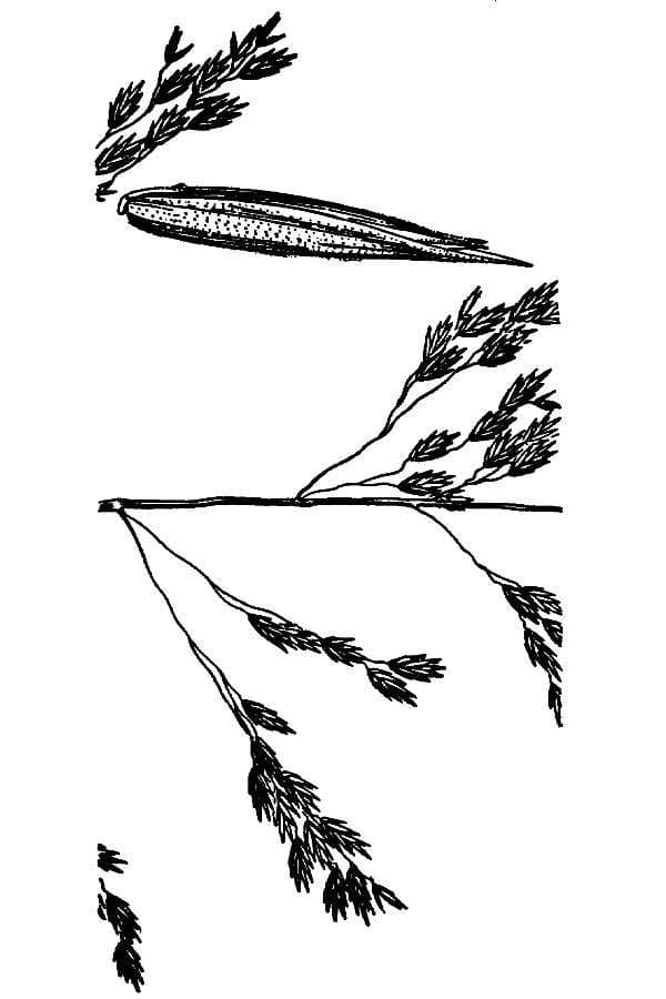 California Fescue (Festuca californica)