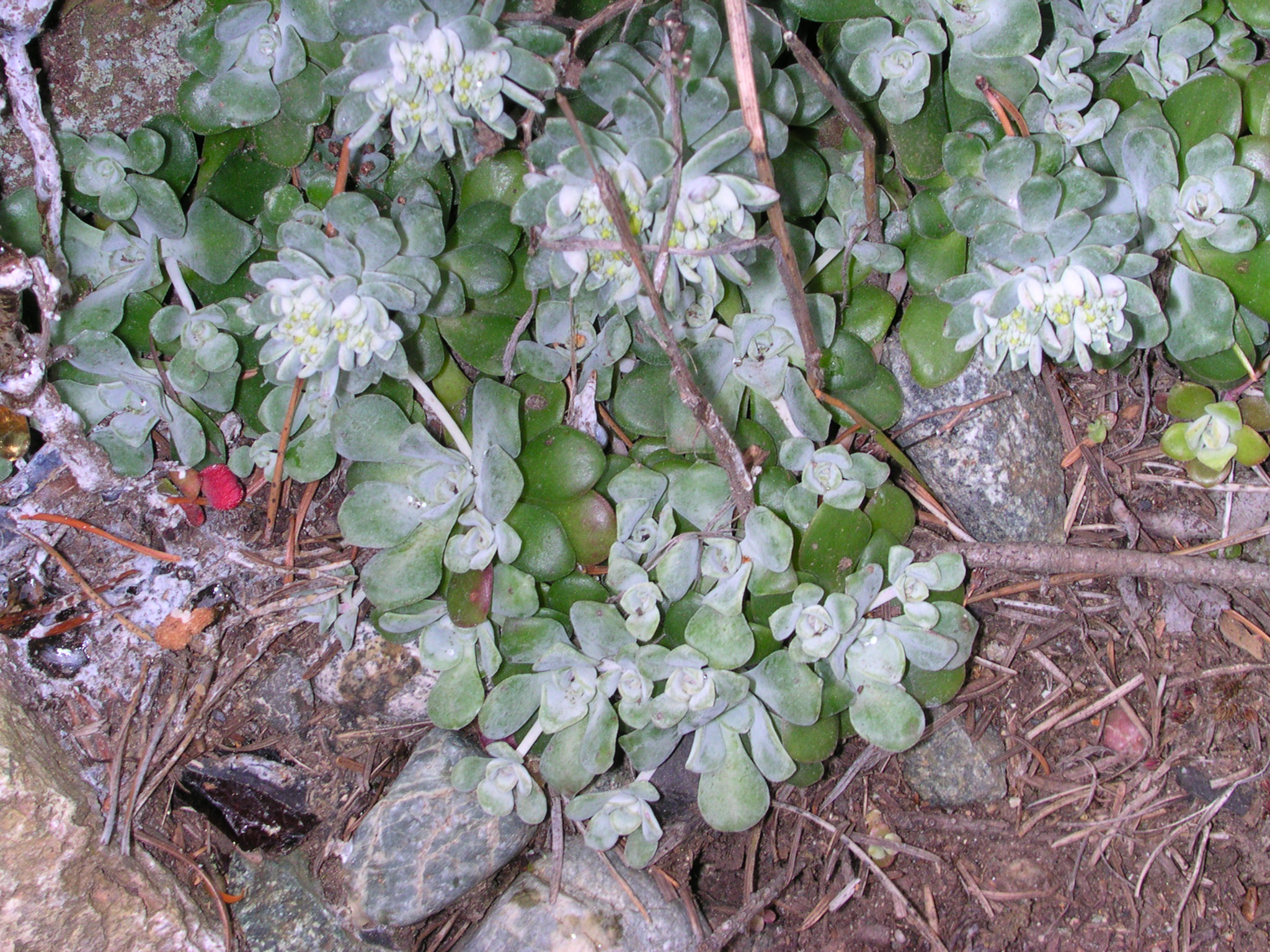 Colorado Stonecrop (Sedum spathulifolium)