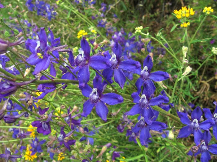 San Bernardino Larkspur (Delphinium parryi)