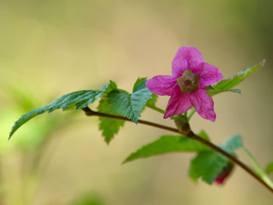 Salmonberry (Rubus spectabilis)
