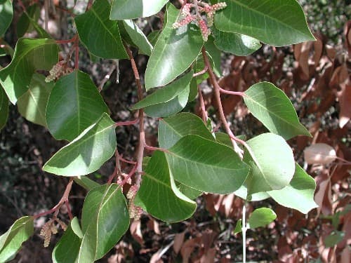 Sugar Sumac (Rhus ovata)