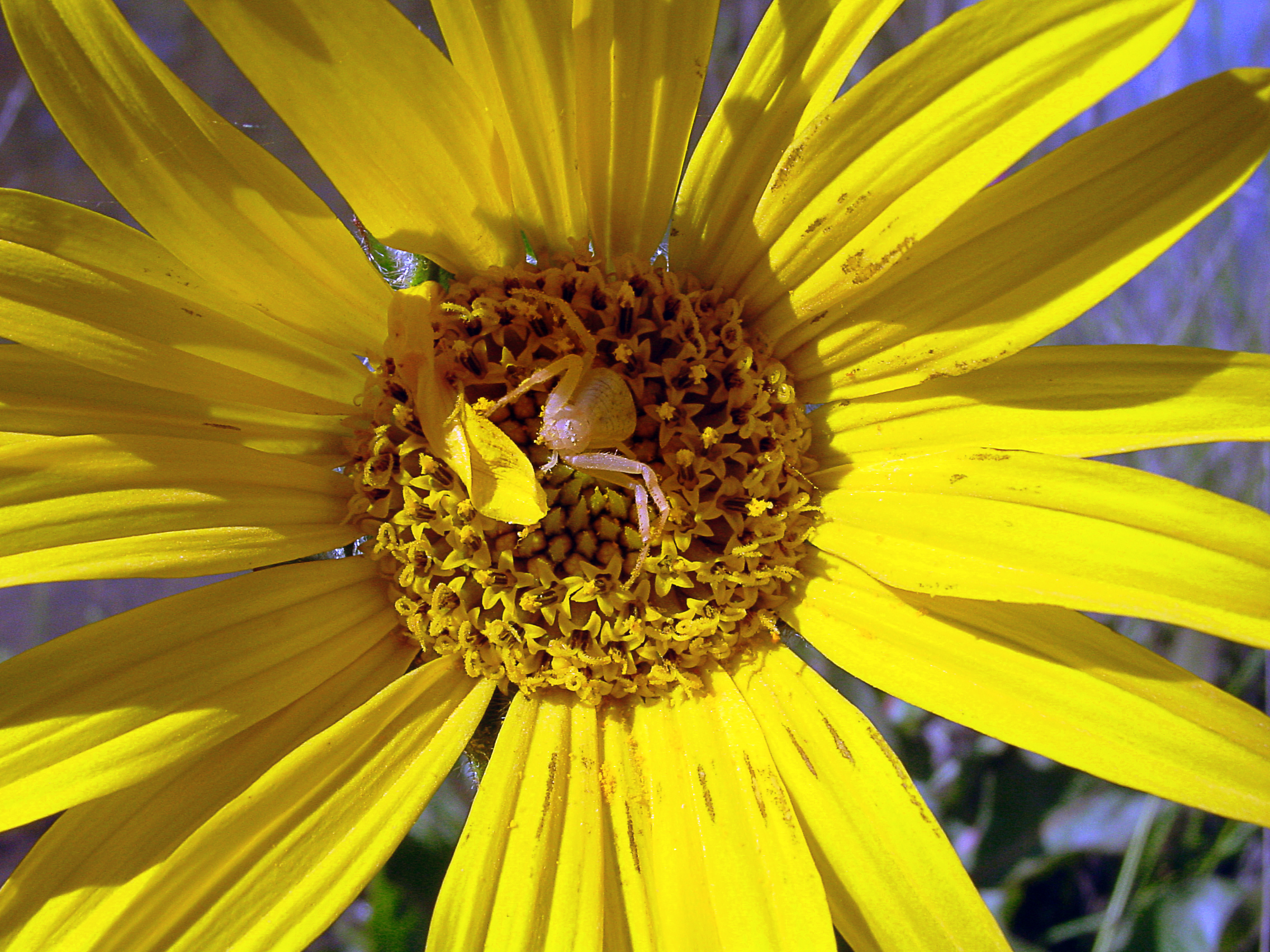 California Compassplant (Wyethia angustifolia)