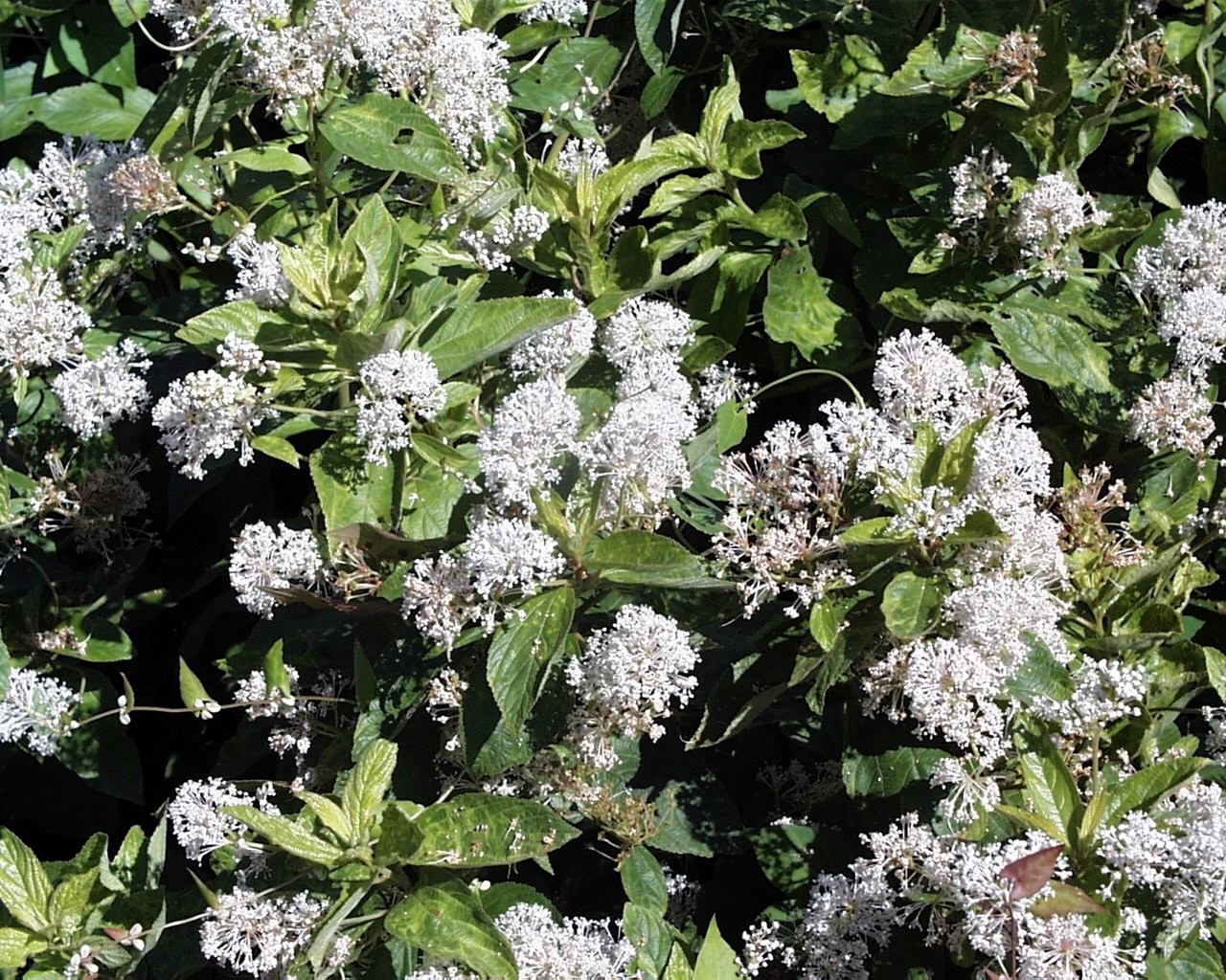 Deerbrush Ceanothus (Ceanothus integerrimus)