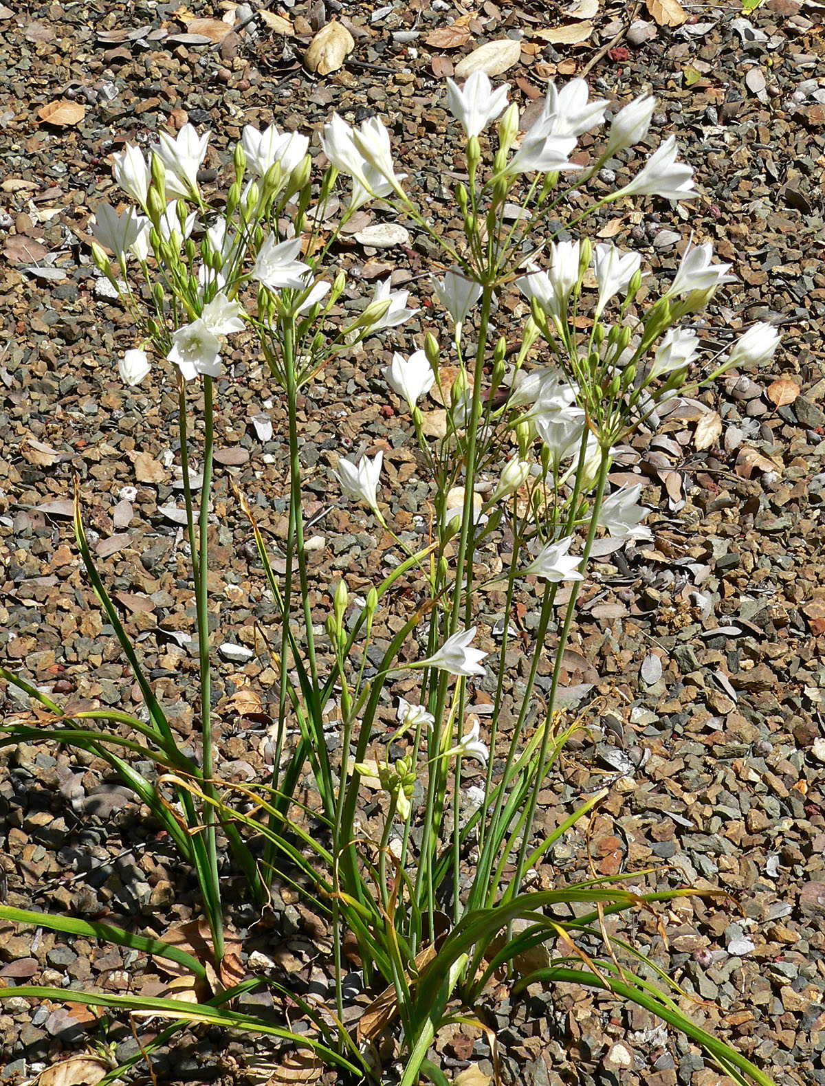 Triplet-lily (Triteleia laxa)