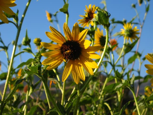 California Sunflower (Helianthus californicus)