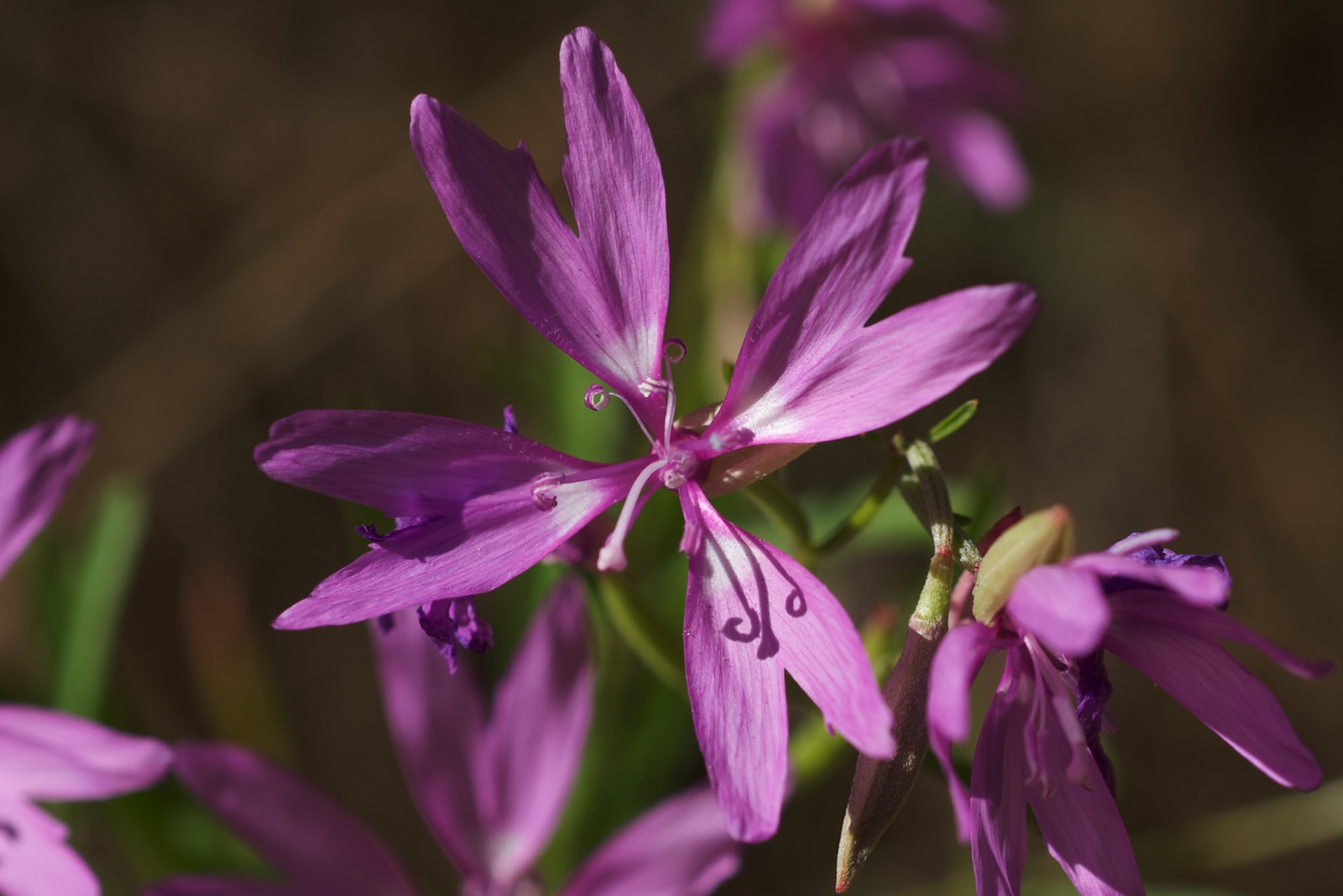 Twolobe Clarkia (Clarkia biloba)