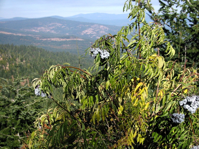 Blue Elderberry (Sambucus nigra ssp. caerulea)