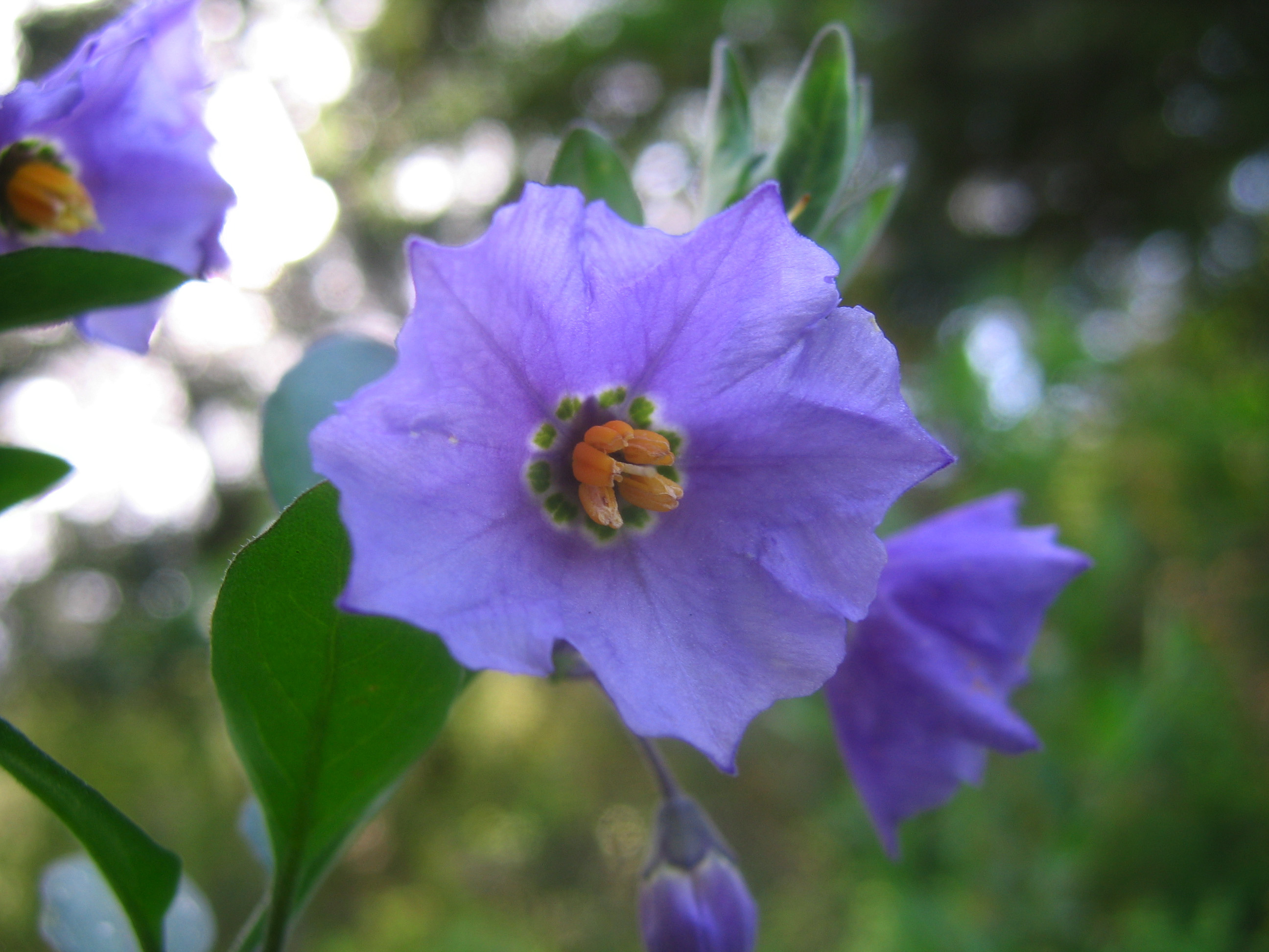Catalina Nightshade (Solanum xanti)