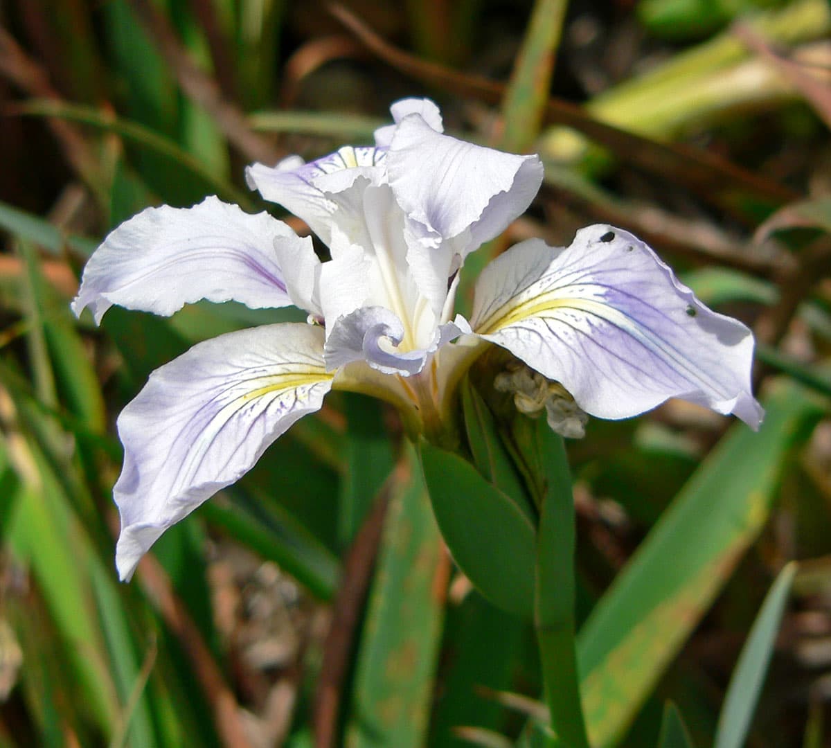 Munz's Iris (Iris munzii)