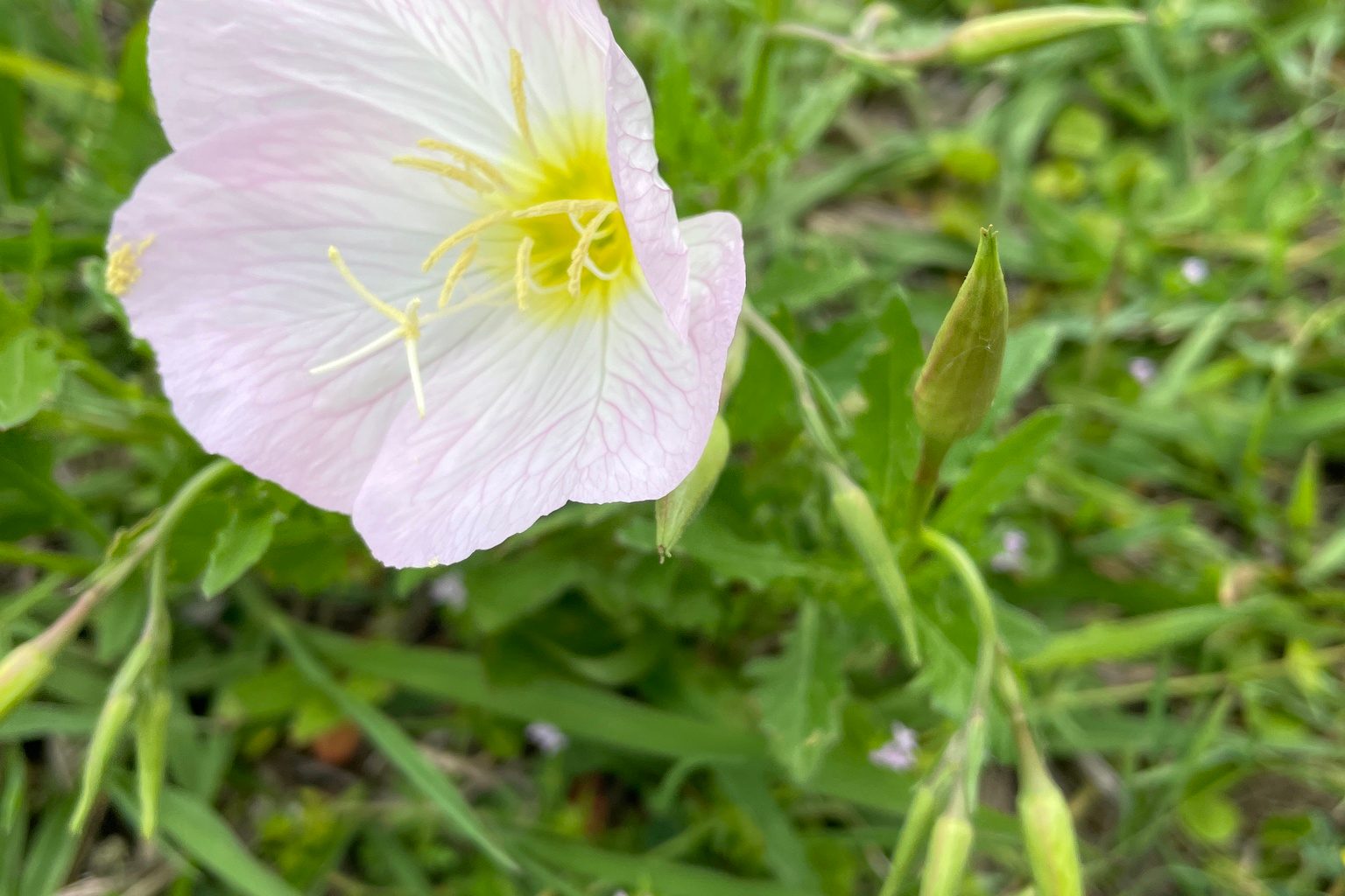 What to Plant in Your Texas Native Garden This Spring: By Ecoregion