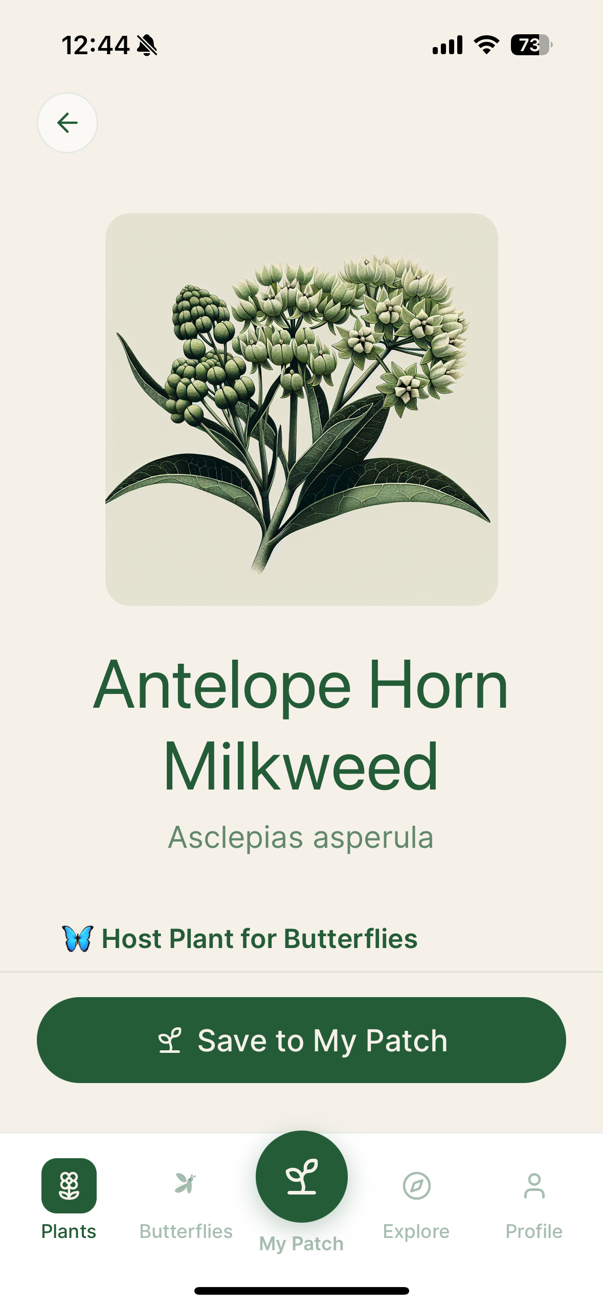 Butterfly Weed